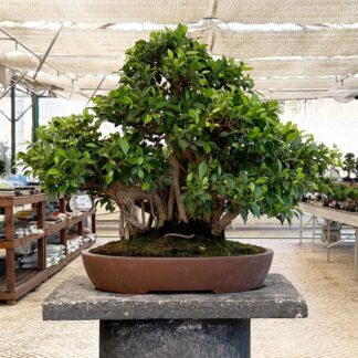 Bonsai Ficus Retusa - 69 Anos