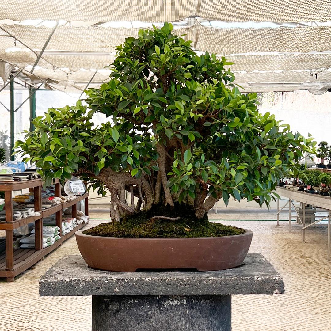 Bonsai Ficus Retusa - 69 Anos